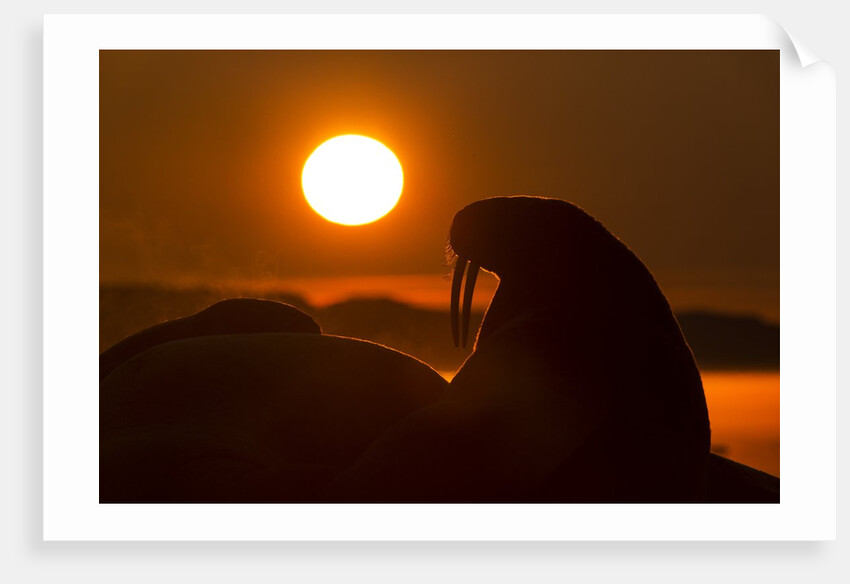 Walrus, Hudson Bay, Nunavut, Canada by Anonymous