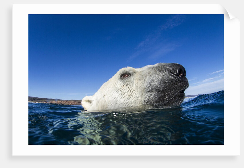Polar Bear, Nunavut, Canada by Anonymous
