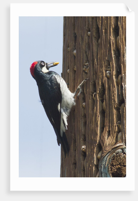 Acorn Woodpecker with acorn in its bill by Anonymous
