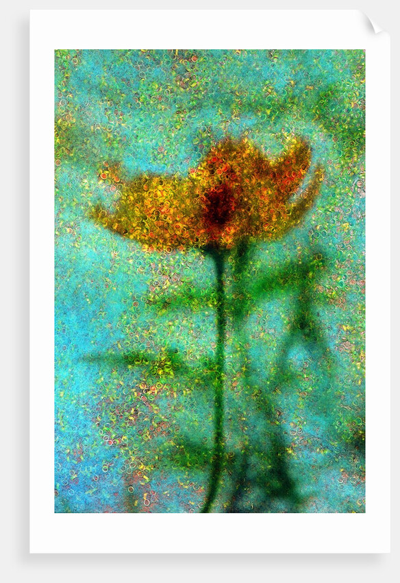 Yellow Flower. by Anonymous