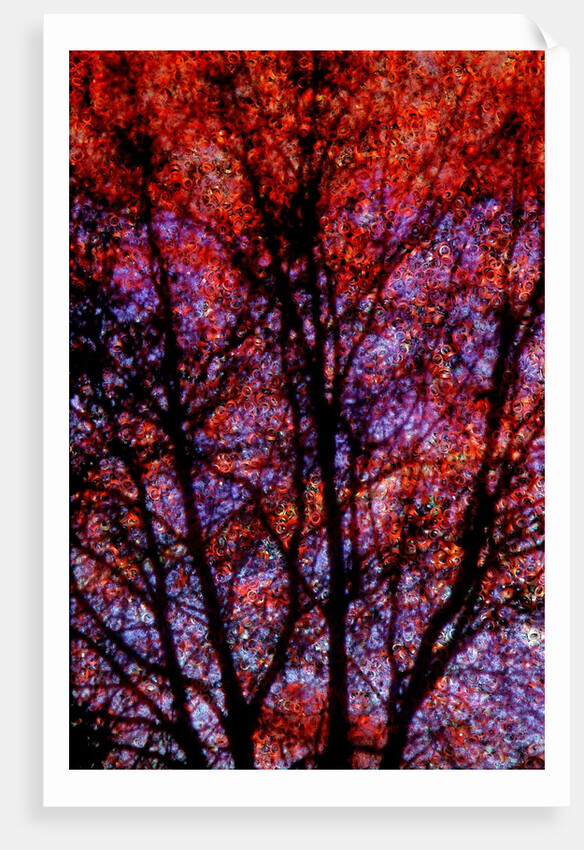 Nature by Anonymous