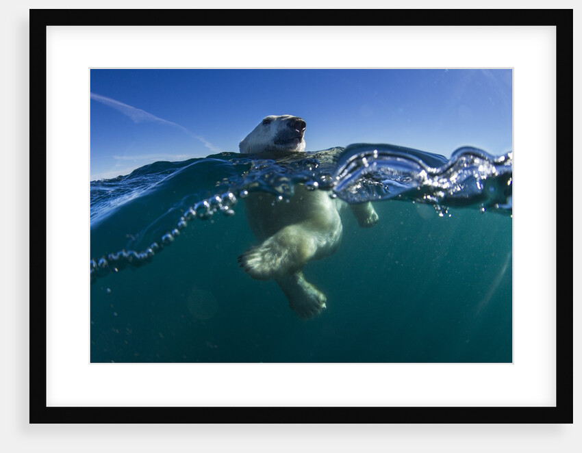 Polar Bear, Hudson Bay, Nunavut, Canada by Anonymous
