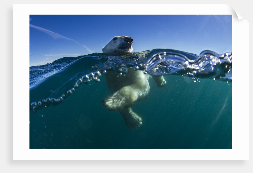 Polar Bear, Hudson Bay, Nunavut, Canada by Anonymous