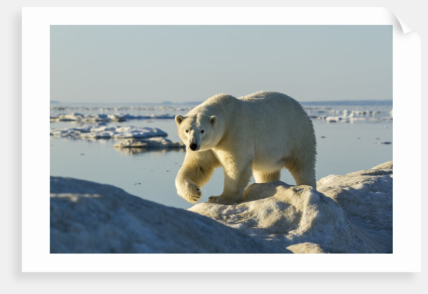 Polar Bear, Hudson Bay, Nunavut, Canada by Anonymous