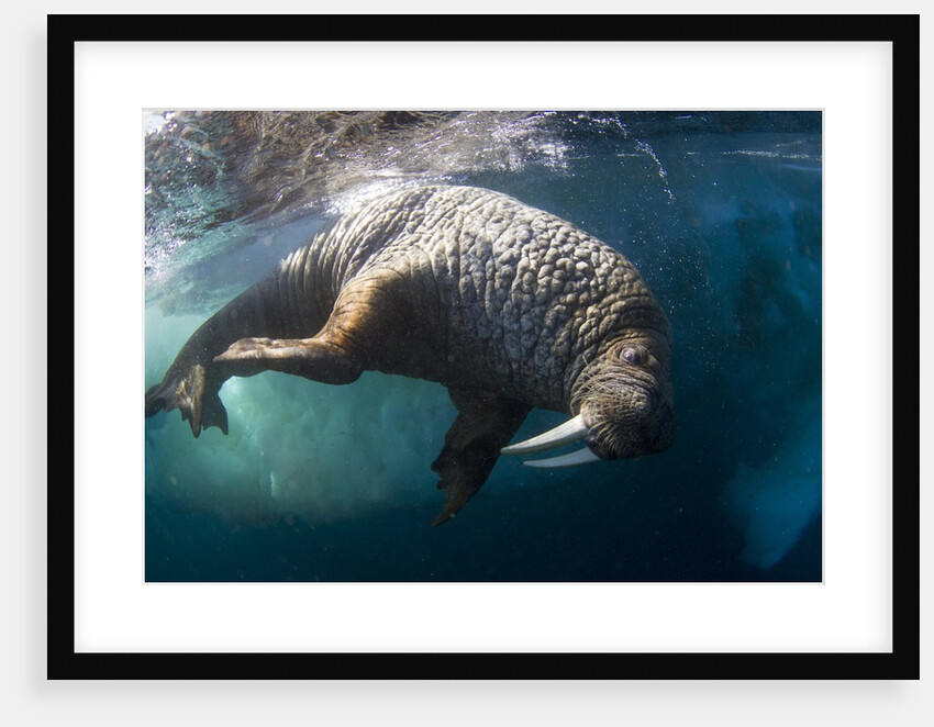Underwater View of Walrus, Hudson Bay, Nunavut, Canada by Anonymous