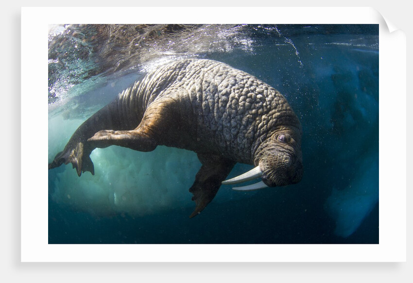 Underwater View of Walrus, Hudson Bay, Nunavut, Canada by Anonymous