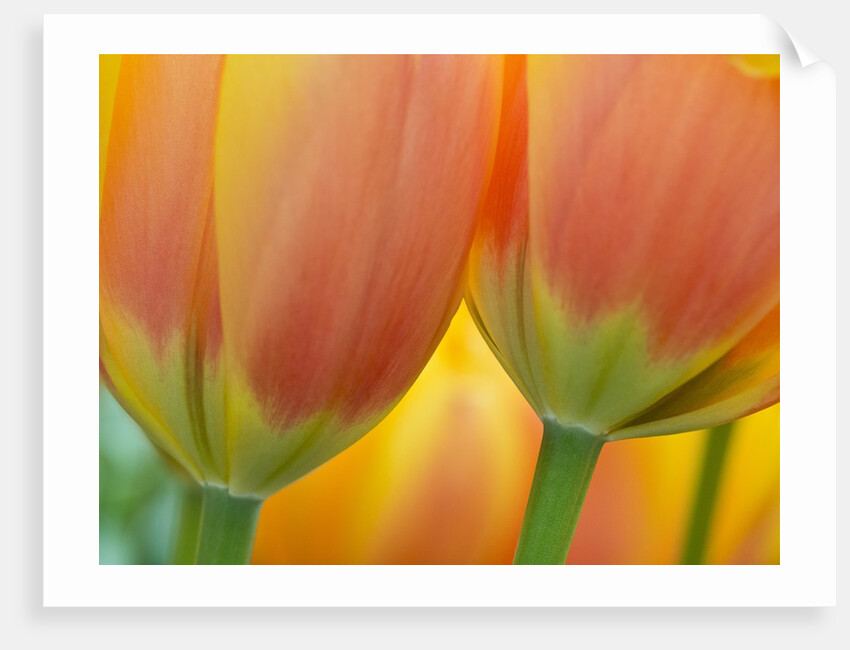 Closeup of tulip. by Anonymous