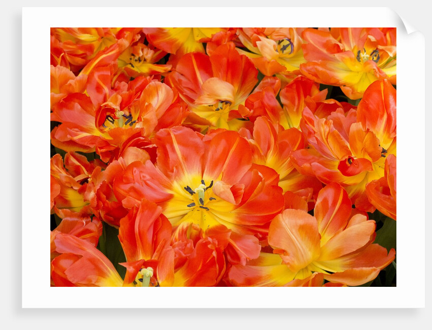 Bright orange tulips with their blossoms open. by Anonymous