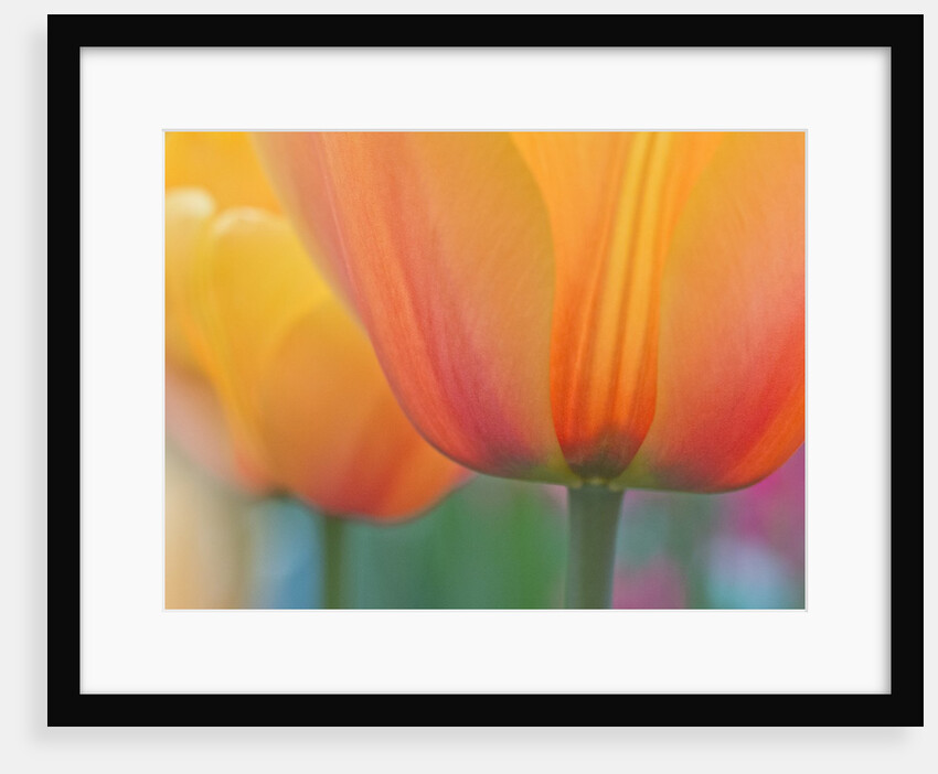 Closeup of tulip. by Anonymous