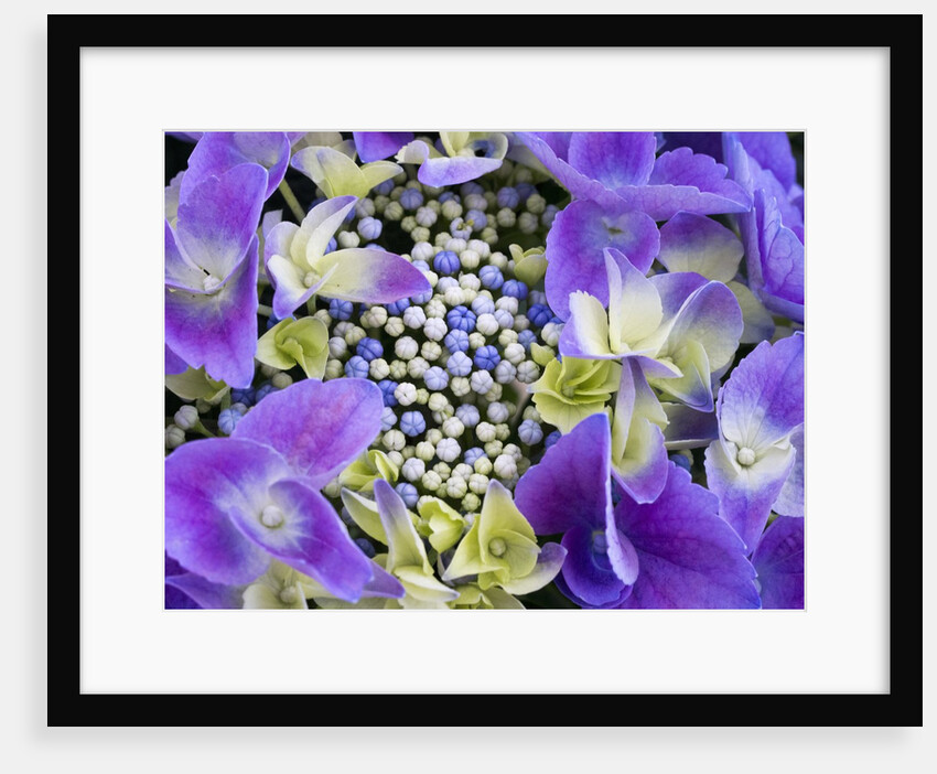 Closeup of a lacecap Hydrangea (Hydrangea macrophylla normalis). by Anonymous
