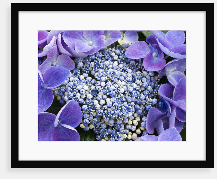 Closeup of a lacecap Hydrangea (Hydrangea macrophylla normalis). by Anonymous