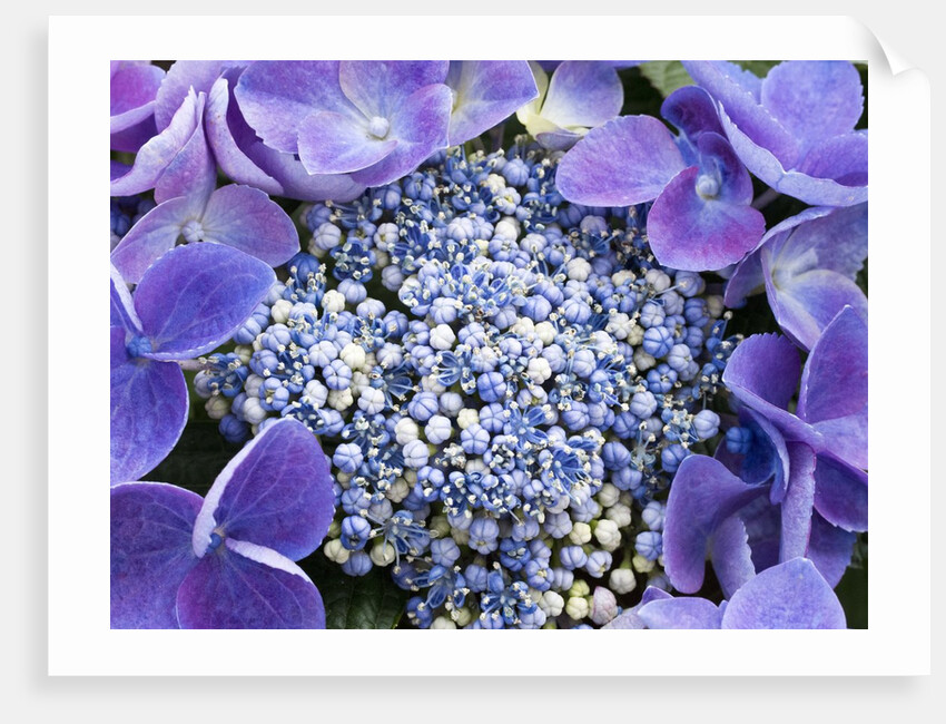 Closeup of a lacecap Hydrangea (Hydrangea macrophylla normalis). by Anonymous