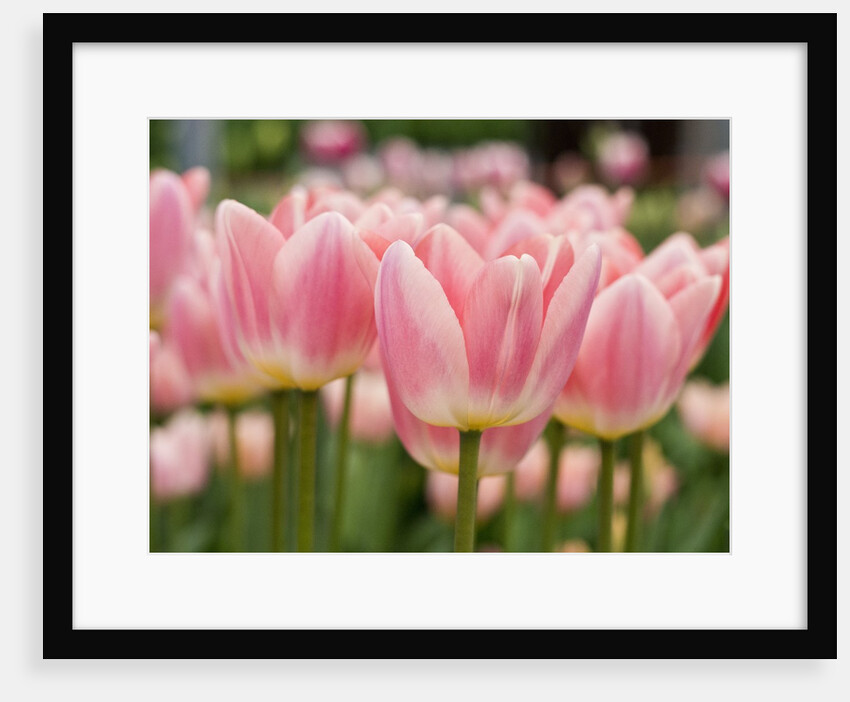 Closeup of tulips. by Anonymous