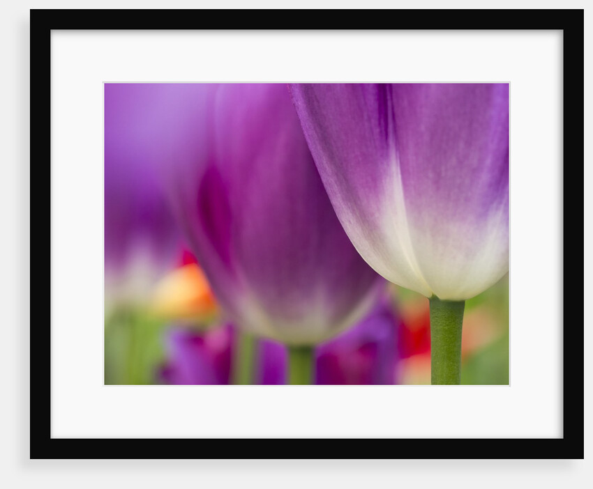 Closeup of tulips. by Anonymous