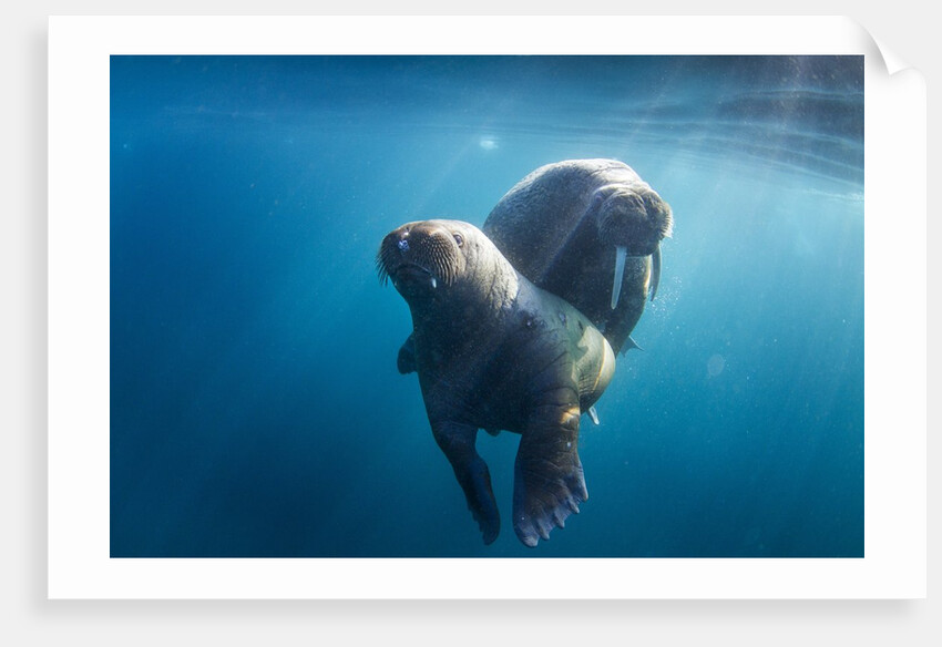 Walrus and Calf, Hudson Bay, Nunavut, Canada by Anonymous