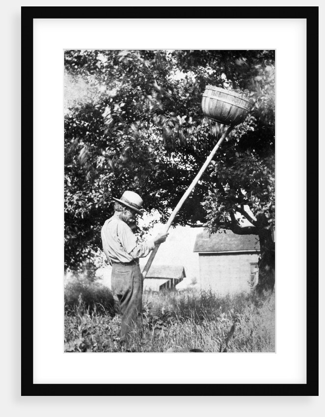 Senior man harvests apples, ca. 1926. by Anonymous