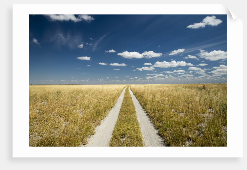 Kalahari Desert Track, Magadikgadi Pans National Park, Botswana by Anonymous