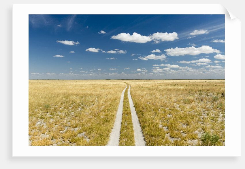Kalahari Desert Track, Magadikgadi Pans National Park, Botswana by Anonymous