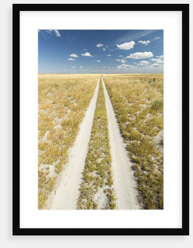 Kalahari Desert Track, Magadikgadi Pans National Park, Botswana by Anonymous