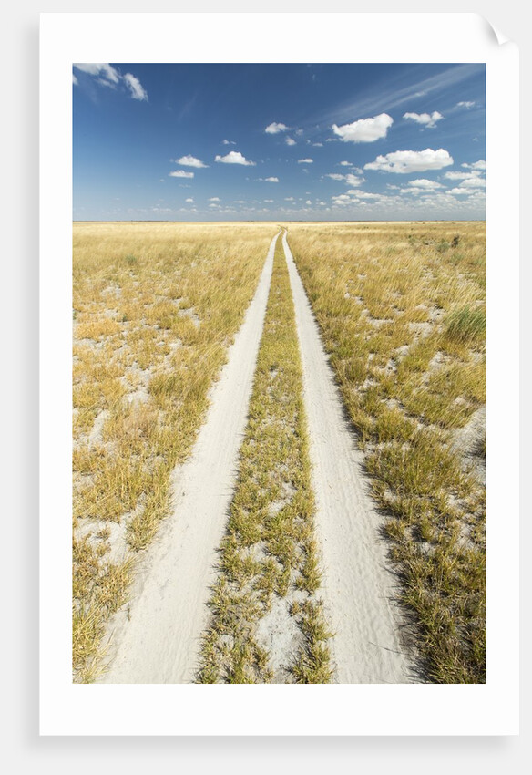 Kalahari Desert Track, Magadikgadi Pans National Park, Botswana by Anonymous