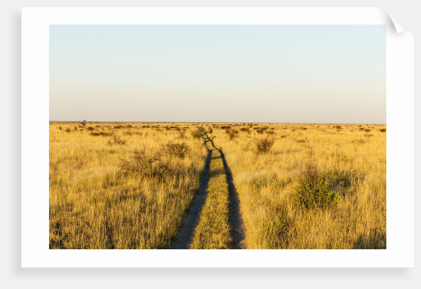 Kalahari Desert Track, Nxai Pan National Park, Botswana by Anonymous
