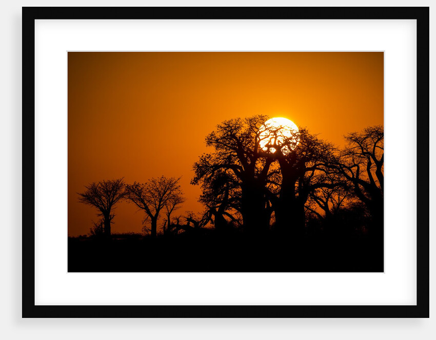 Sunrise at Baines Baobabs, Nxai Pan National Park, Botswana by Anonymous