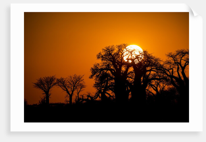 Sunrise at Baines Baobabs, Nxai Pan National Park, Botswana by Anonymous