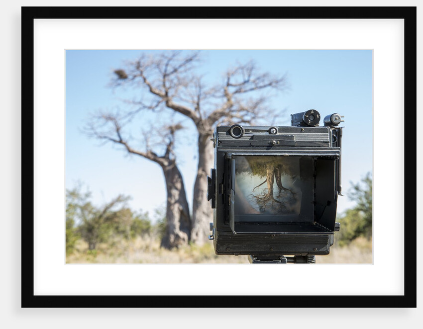Baobab tree viewed through Speed Graphic, Nxai Pan National Park, Botswana by Anonymous