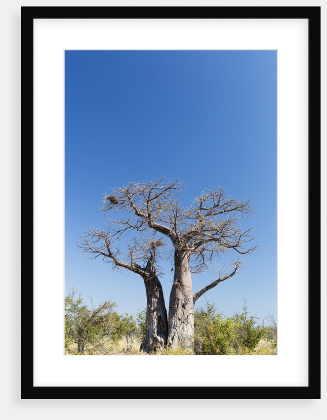 Baobab Tree, Nxai Pan National Park, Botswana by Anonymous
