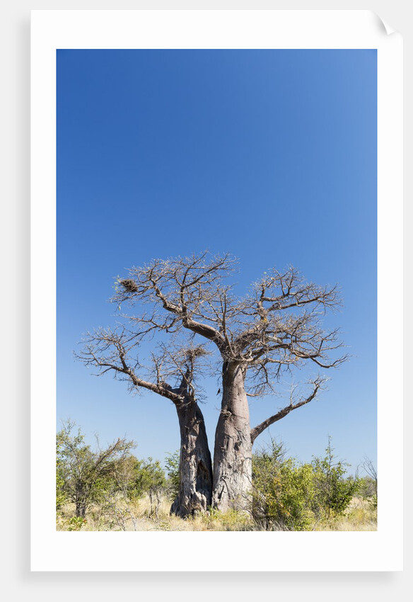 Baobab Tree, Nxai Pan National Park, Botswana by Anonymous
