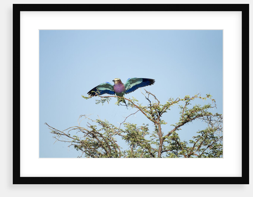 Lilac-Breasted Roller, Makgadikgadi Pans National Park, Botswana by Anonymous