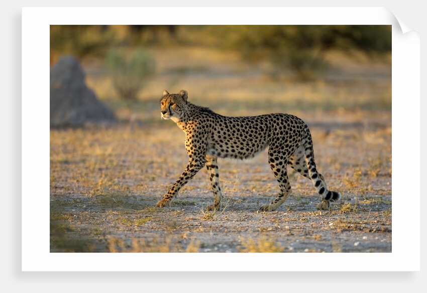 Cheetah at Dawn, Nxai Pan National Park, Botswana by Anonymous