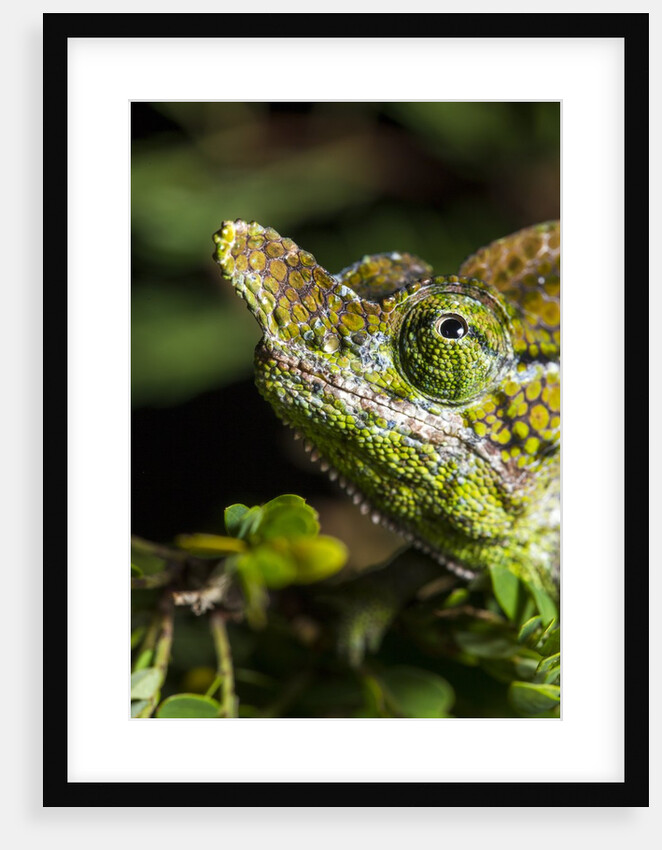 Chameleon, Kirindy Forest Reserve, Madagascar by Anonymous