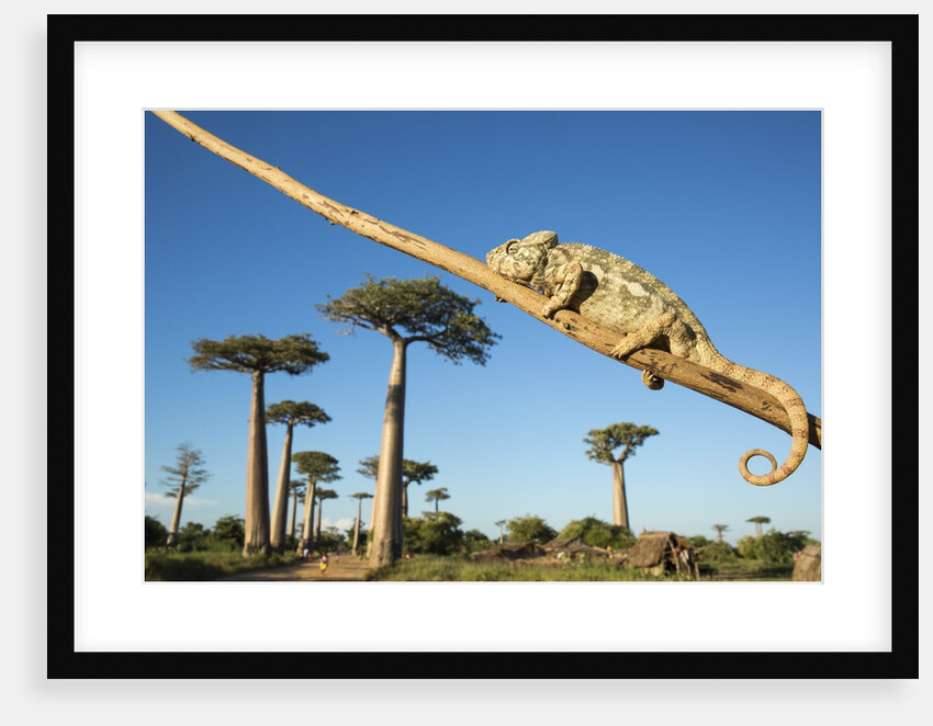 Chameleon, Avenue of Baobabs, Madagascar by Anonymous