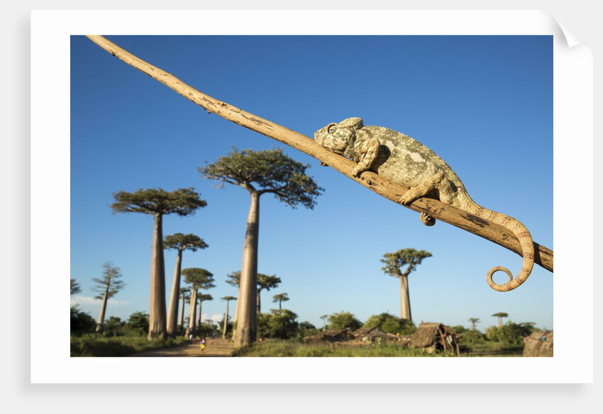 Chameleon, Avenue of Baobabs, Madagascar by Anonymous