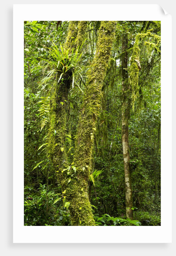 Rainforest, Ranomafana National Park, Madagascar by Anonymous