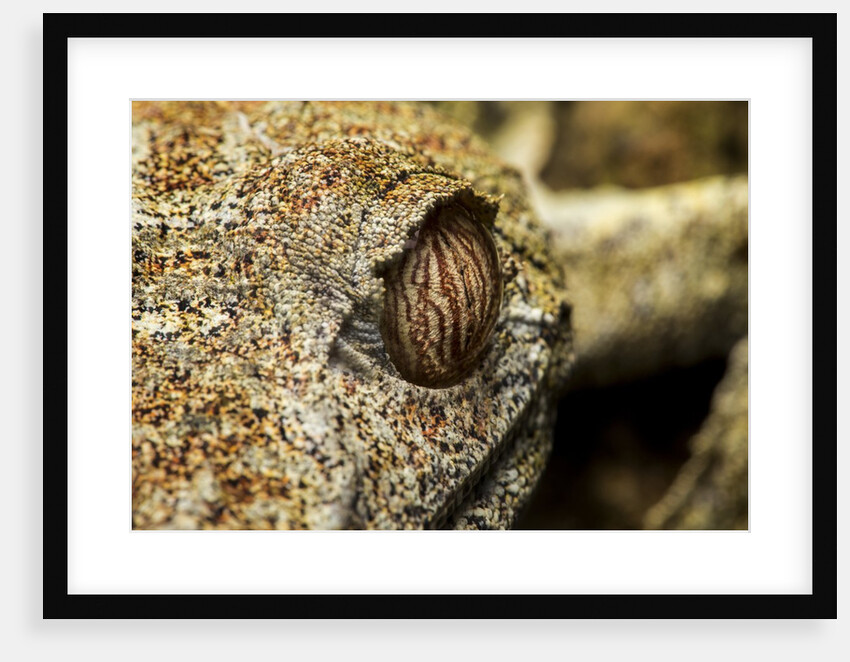 Leaf-tailed Gecko, Madagascar by Anonymous