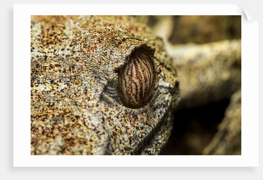 Leaf-tailed Gecko, Madagascar by Anonymous