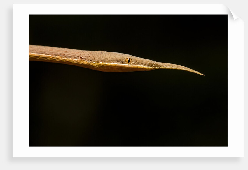 Madagascar Leaf-Nosed Snake, Madagascar by Anonymous