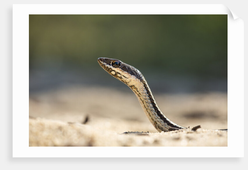 Grass Snake, Madagascar by Anonymous