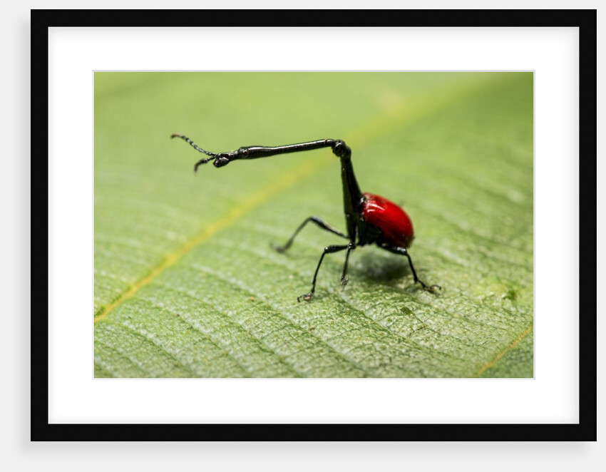 Giraffe Weevil, Madagascar by Anonymous