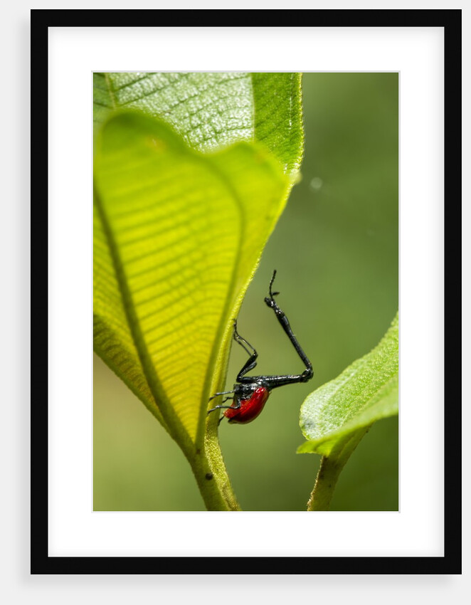 Giraffe Weevil, Madagascar by Anonymous
