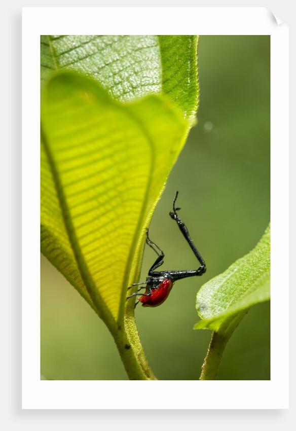 Giraffe Weevil, Madagascar by Anonymous