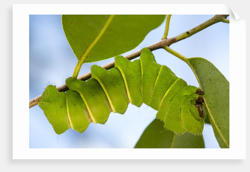 Caterpillar of Madagascan Moon Moth, Madagascar by Anonymous