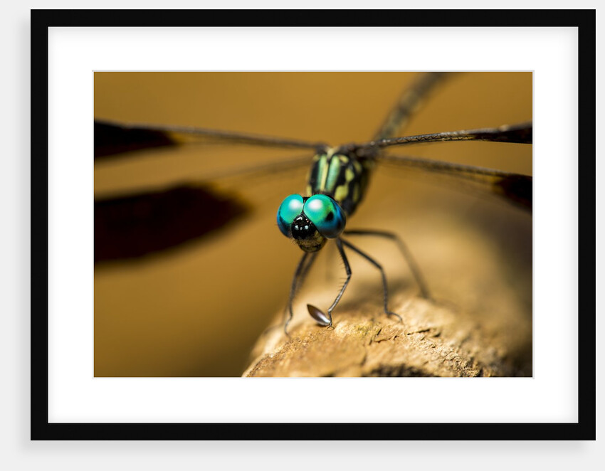 Dragonfly, Isalo National Park, Madagascar by Anonymous