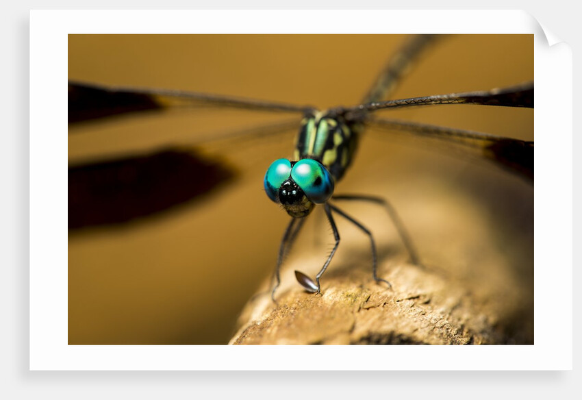 Dragonfly, Isalo National Park, Madagascar by Anonymous