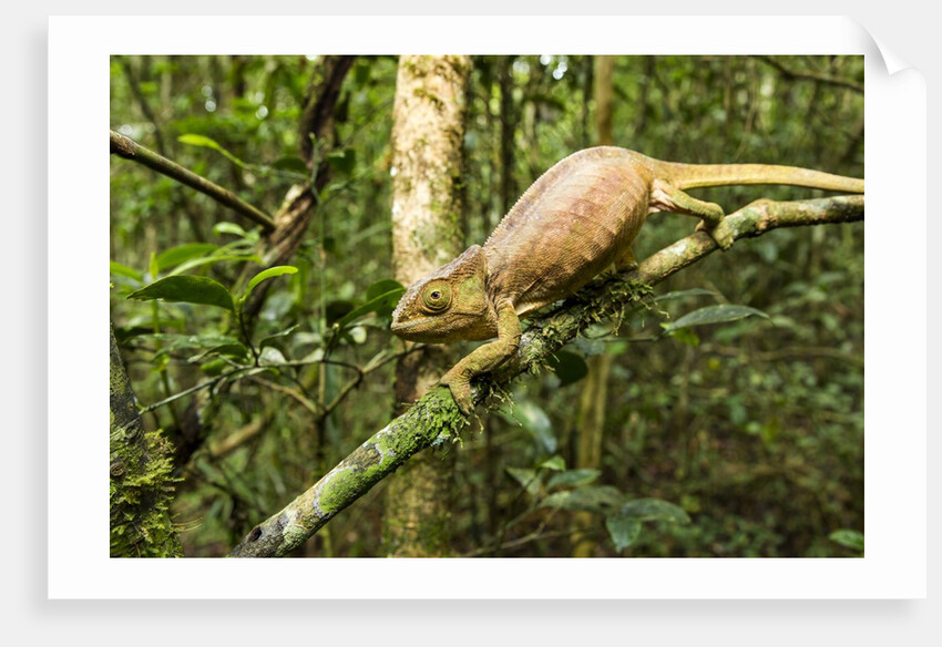 Parson's Chameleon, Andasibe-Mantadia National Park, Madagascar by Anonymous