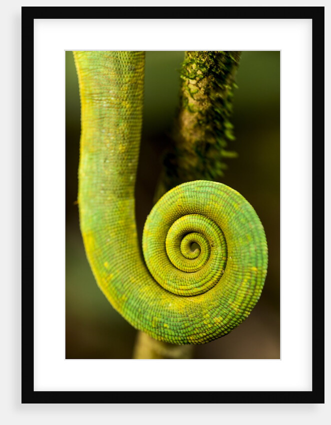 Parsons Chameleon Tail, Andasibe-Mantadia National Park, Madagascar by Anonymous