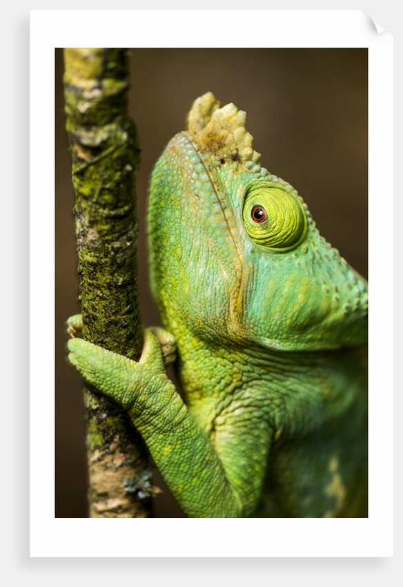 Parsons Chameleon, Andasibe-Mantadia National Park, Madagascar by Anonymous