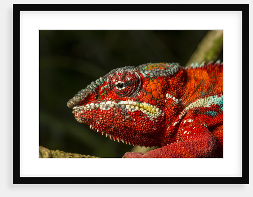 Panther Chameleon, Madagasdar by Anonymous